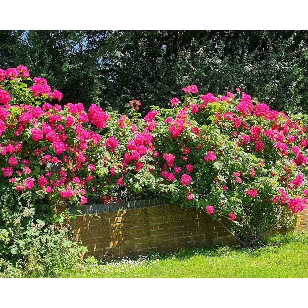 3 Tray Standard Tiger Rainbow Wormery Dark Cobalt Blue 7 3 Tray Standard Tiger Rainbow Wormery Dark Cobalt Blue - Image 5