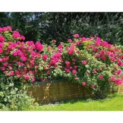 3 Tray Standard Tiger Wormery Terracotta -PlantMates Shop flas 2 2 jpg