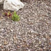 750kg Kelkay Quartzite Pea 20mm Decorative Aggregate Bulk Bag -PlantMates Shop prod 1025 premium quart pea 20mm dry ls jpg