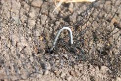 Steel Pegs - Pack Of 30 7 Steel Pegs - Pack Of 30 -PlantMates Shop steels peg 2 jpg