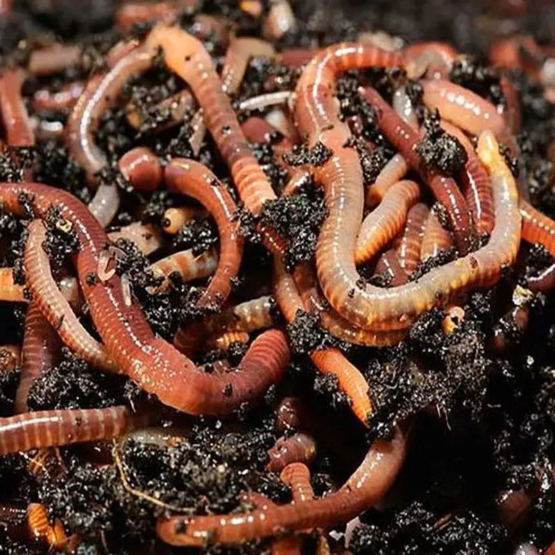 Tiger Worms For Wormery 3 Tiger Worms For Wormery